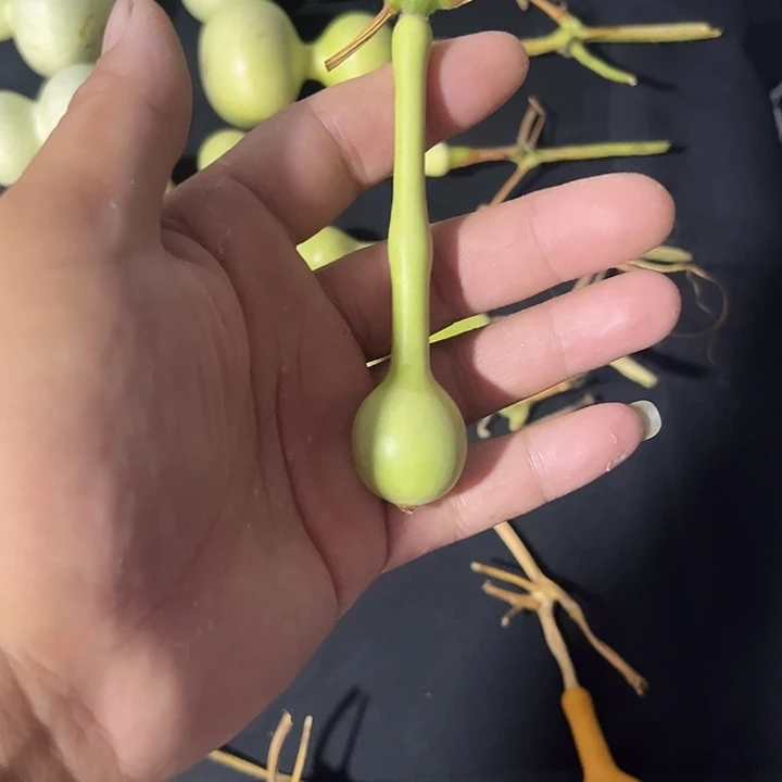 文玩葫芦八宝葫芦
