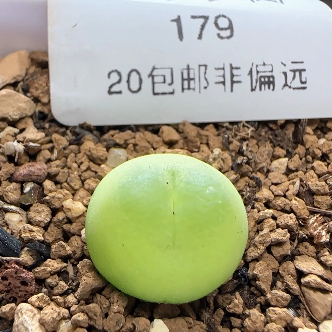 拉登1.3带盆土发货。