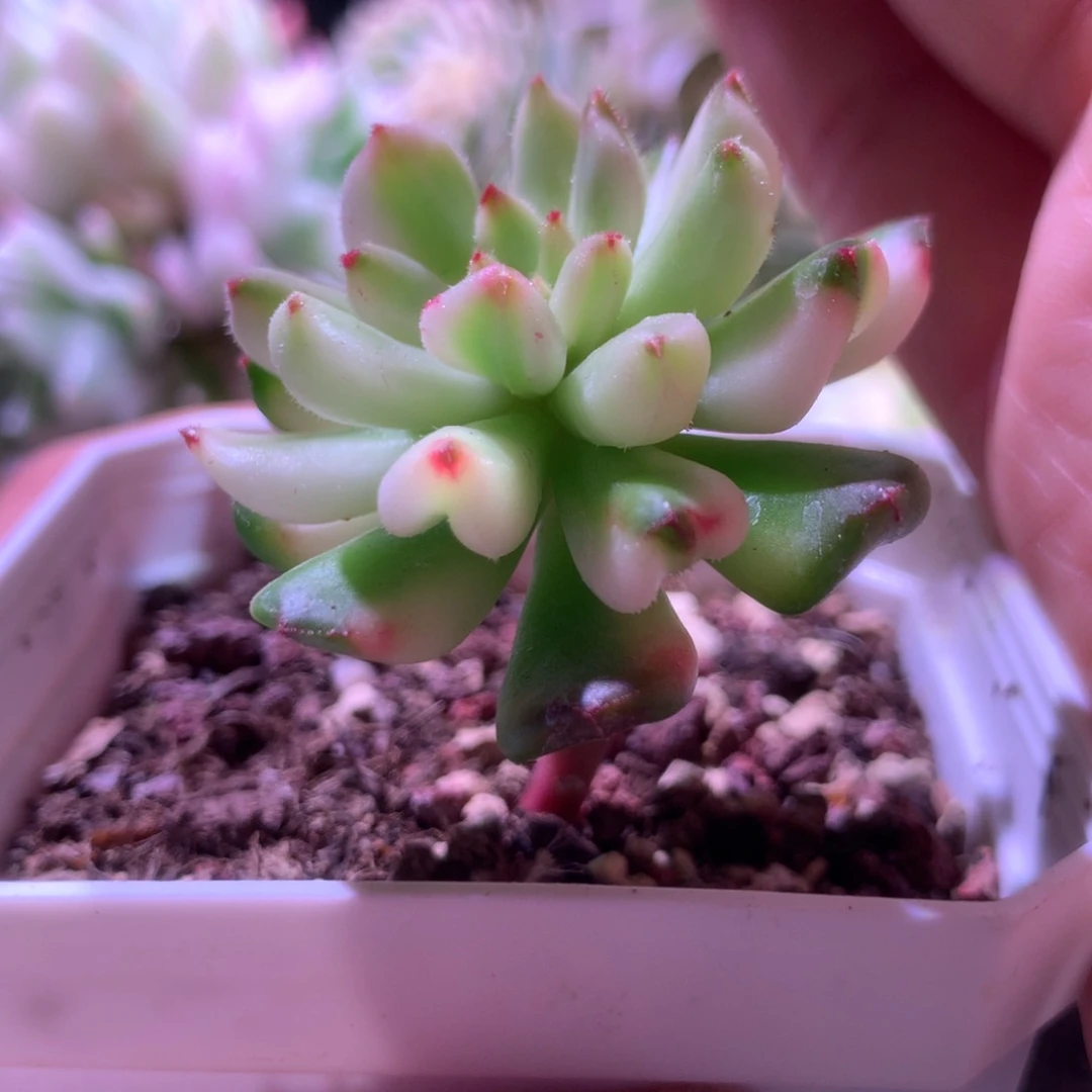 小灯笼白覆轮锦有根