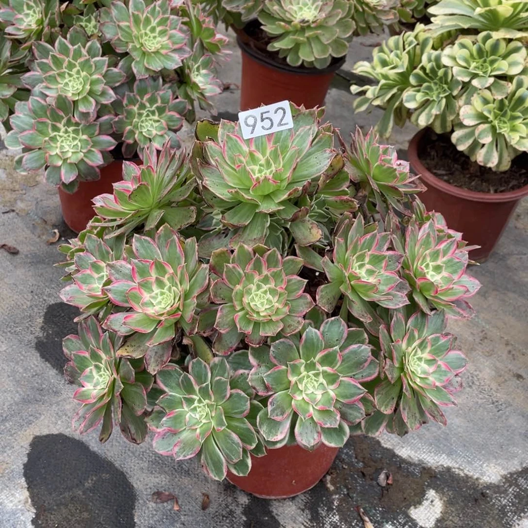 忘***珍莲花多肉植物老桩