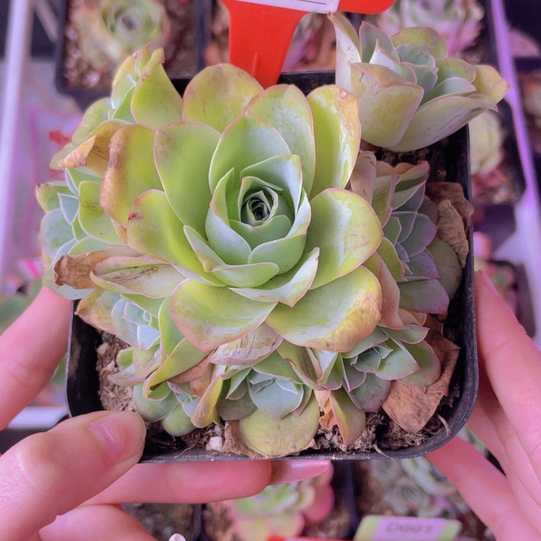 单品一物一拍407号山地玫瑰