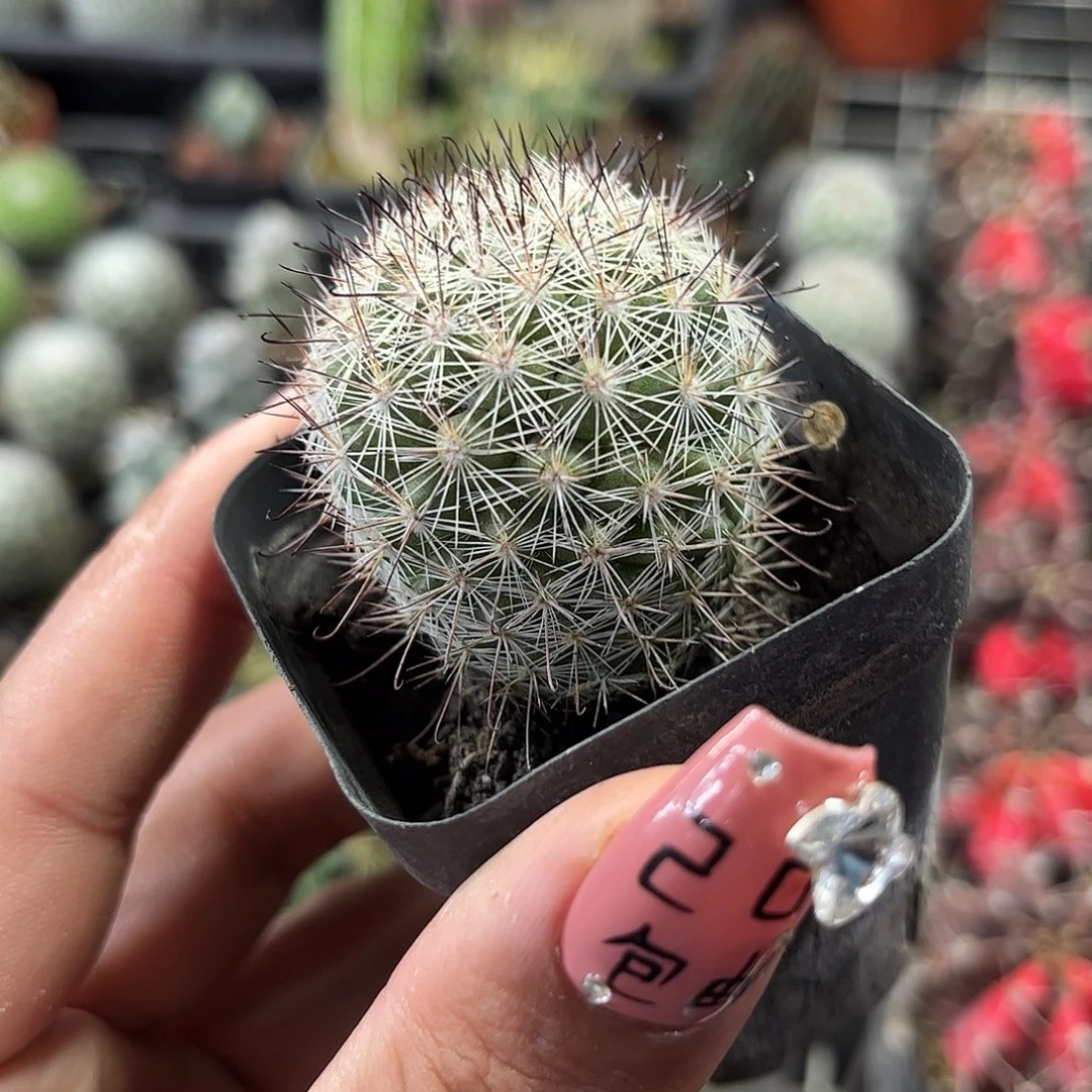 白王丸单头发货单头发