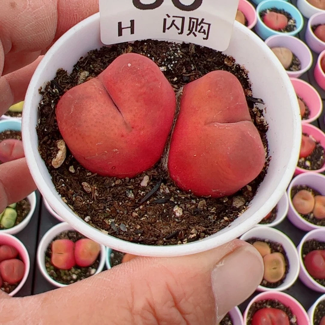 无花朵小*我很喜欢这个H83