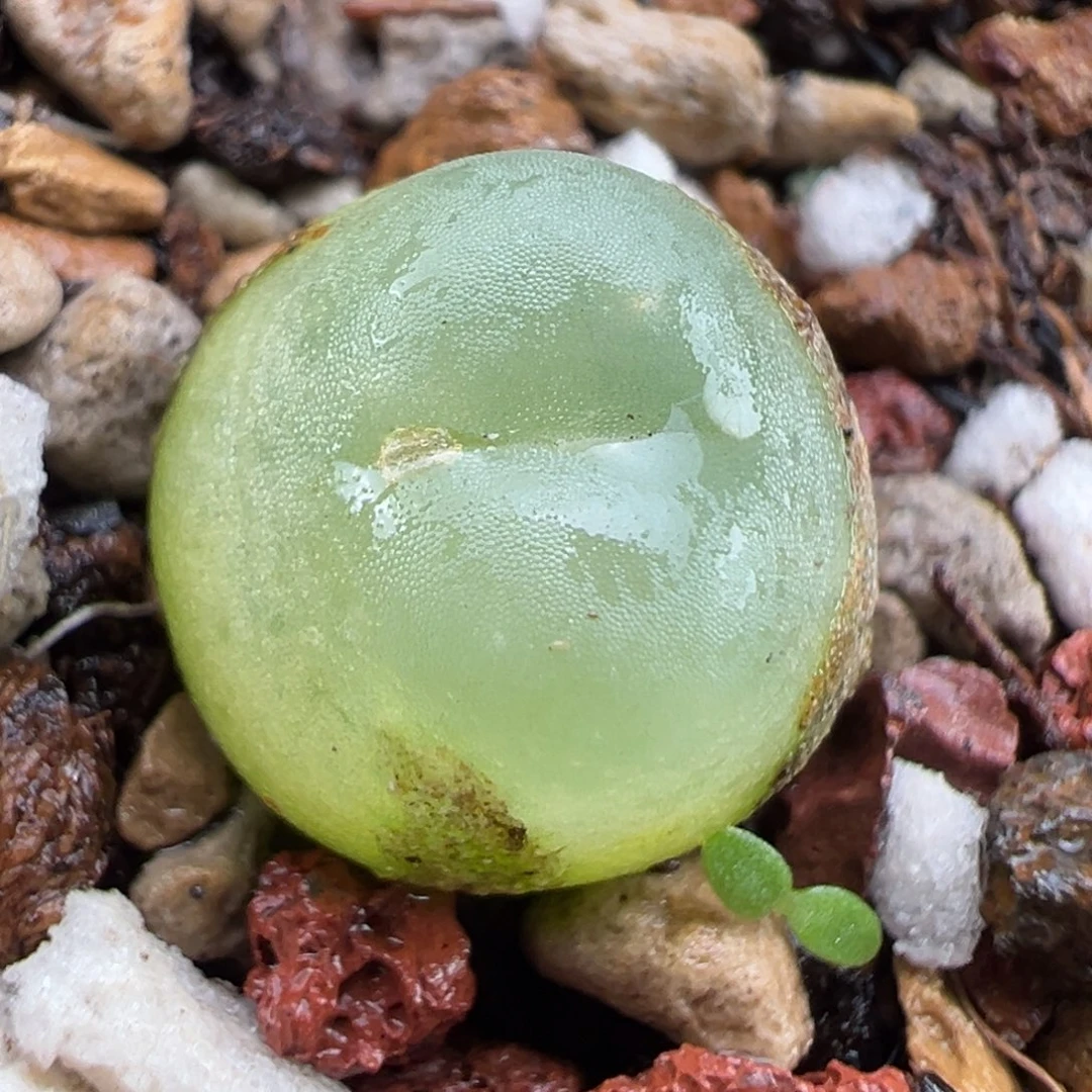 11.10好看的多肉脱土发货001