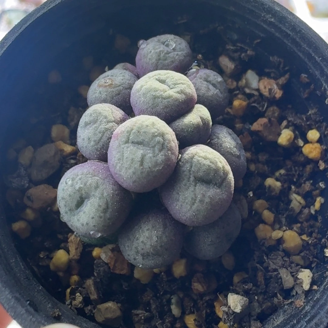 75号皮姆一物一拍