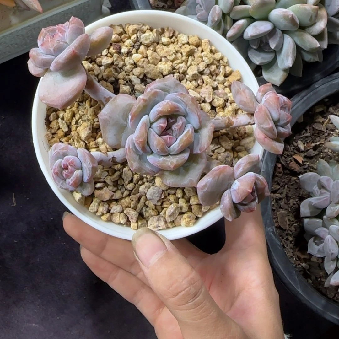 星影5头无砍一物一拍