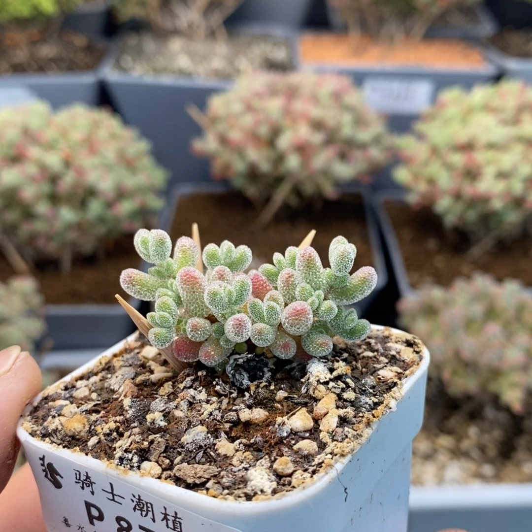 ?****?878实生优选冰晶