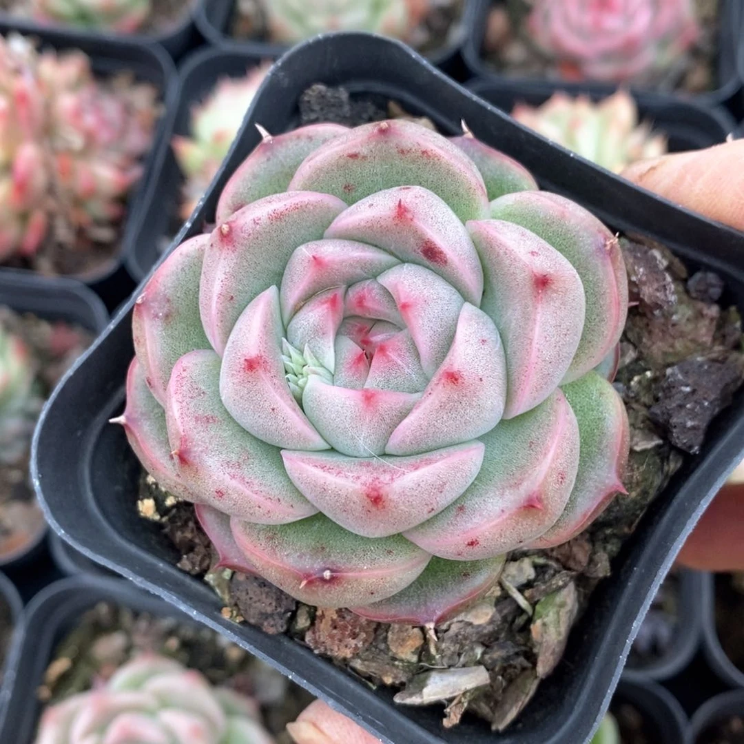 精品多肉一物一拍不包整301