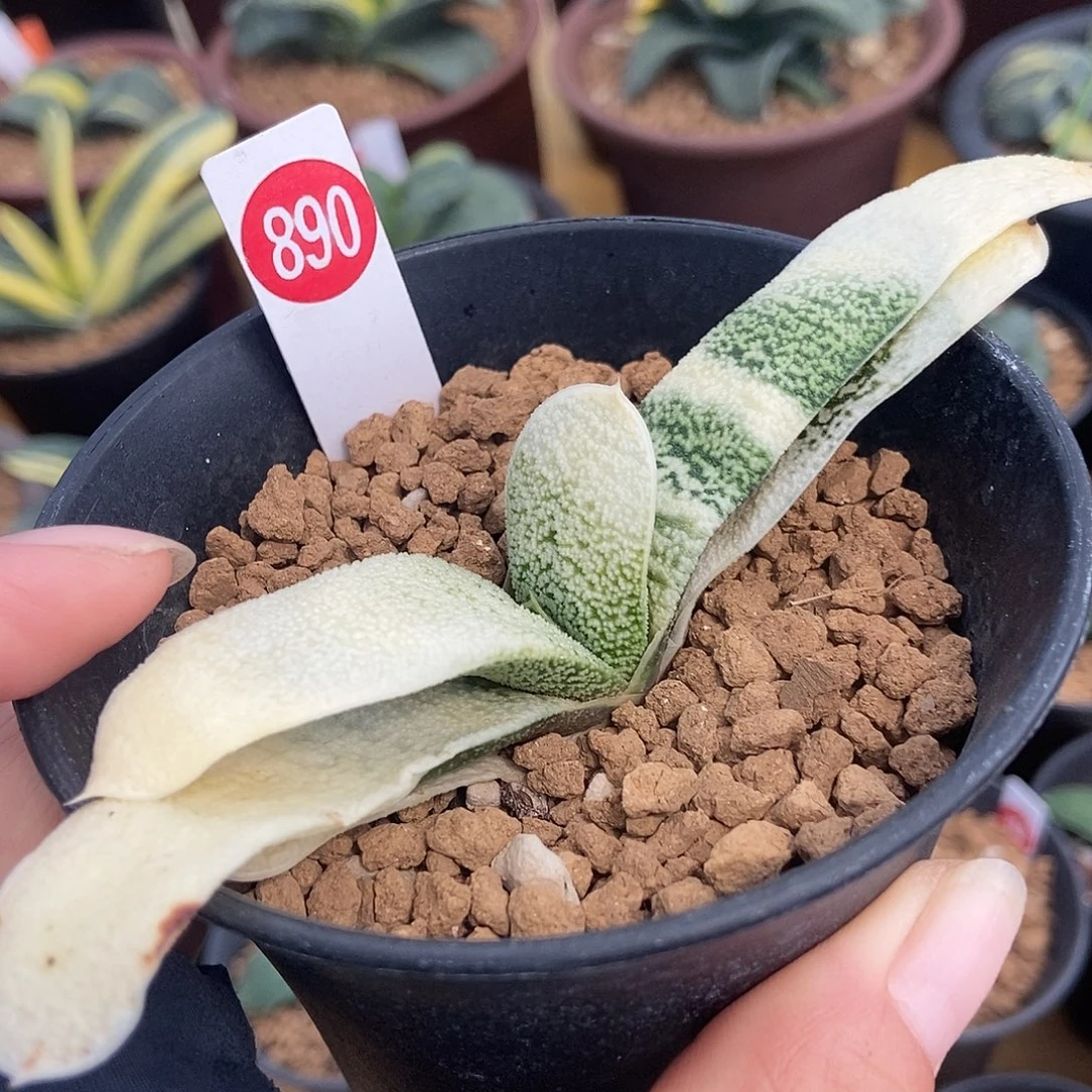890卧牛实生转白锦带盆发货
