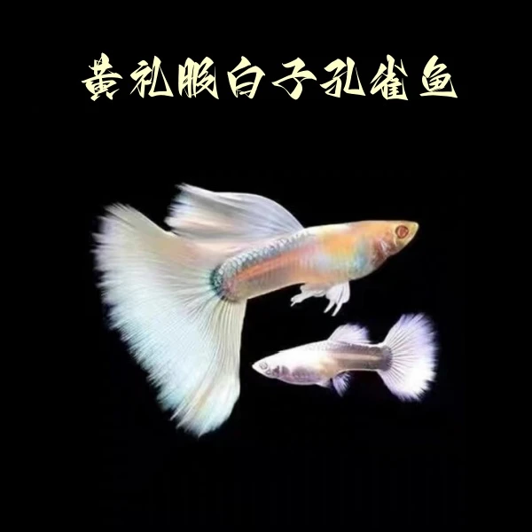 黄礼服白子精品种鱼好养耐活
