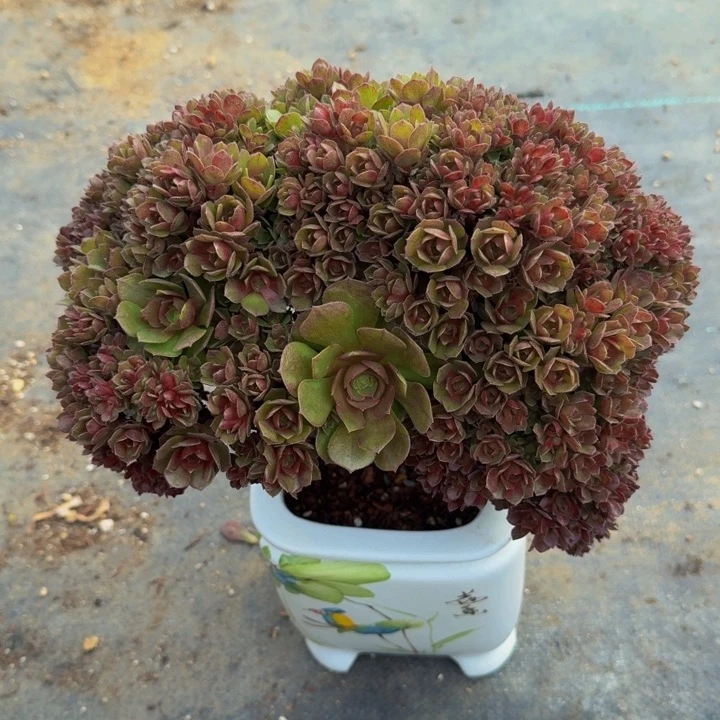 夏***甜法师法师0993默认瑕疵