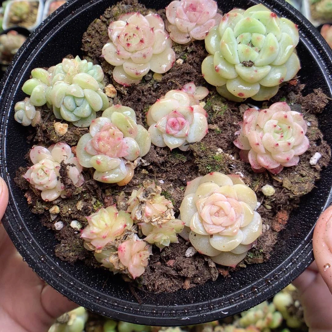 X6。bt-2 t1y y y y y y y y y