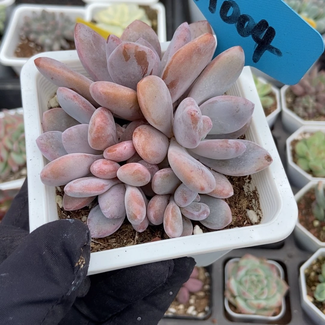 004粉兔多肉植物多肉