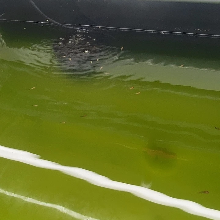 孔雀鱼深海蓝玻璃猫球c苗子10条