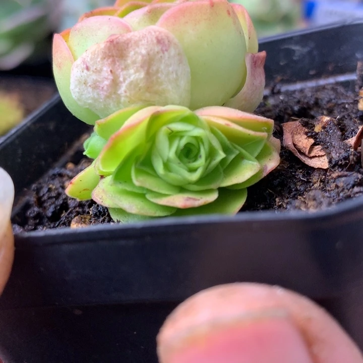 小***宝一物一拍橘子彤圆包侧牙22
