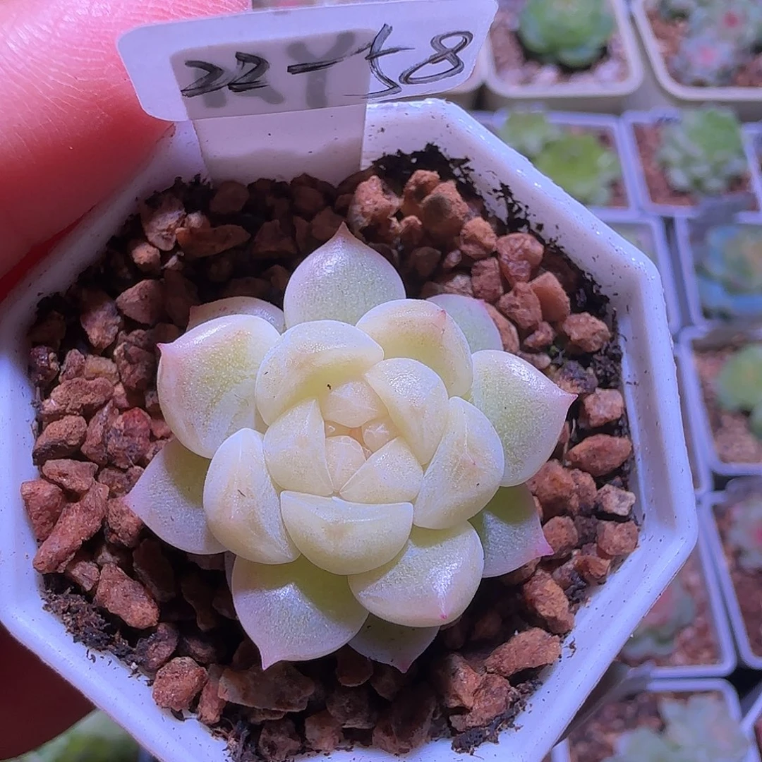 22-58福利密语财富密码单头