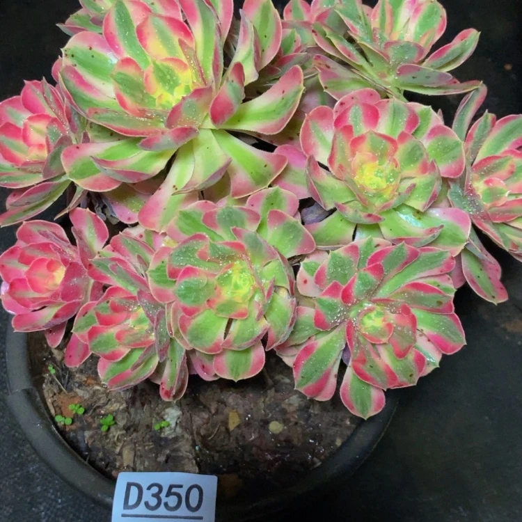 【闪购商品】350多肉