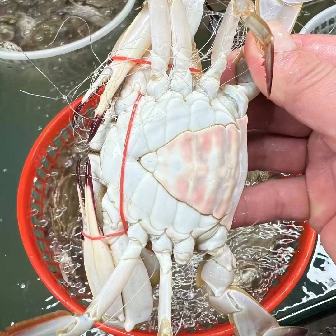 鲜活三角蟹两斤装单只2/3两约6/8只海捕蟹部分缺腿属于正常现象【保鲜不保活】梭子蟹同城