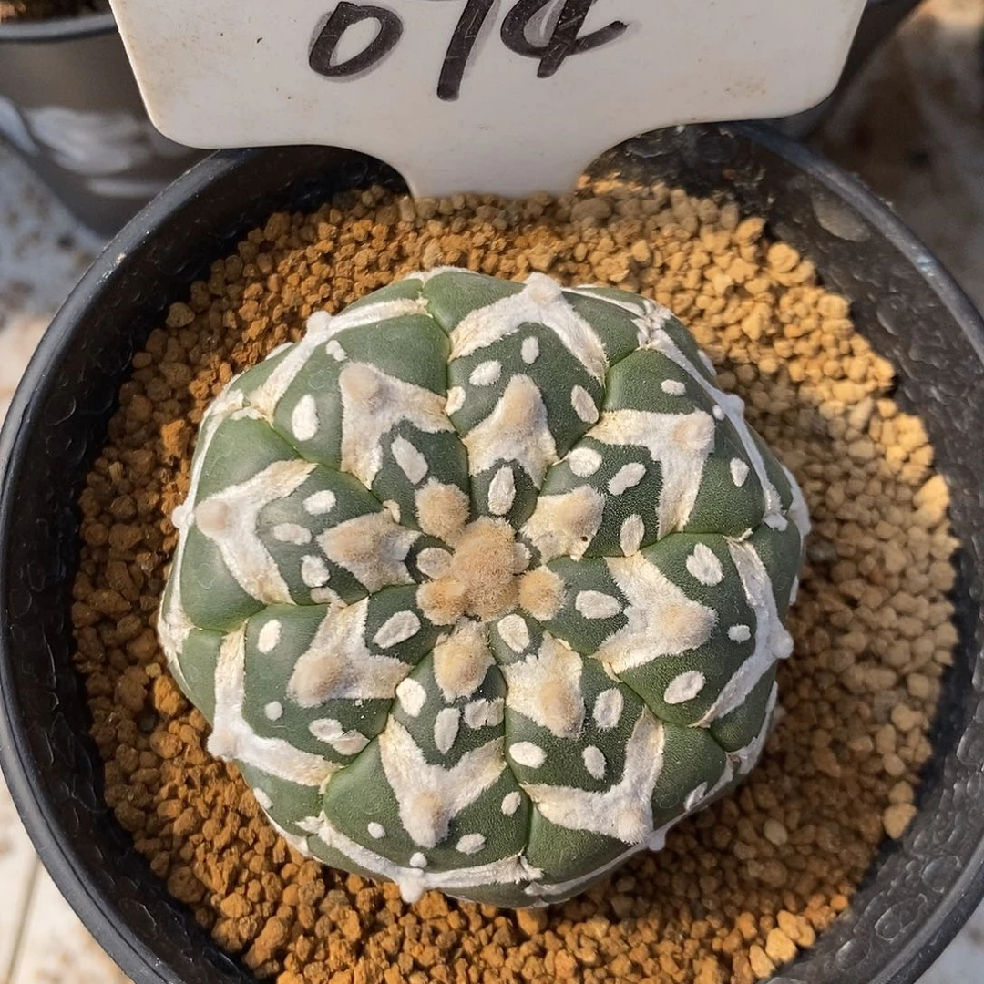 074琉璃v兜系列产品