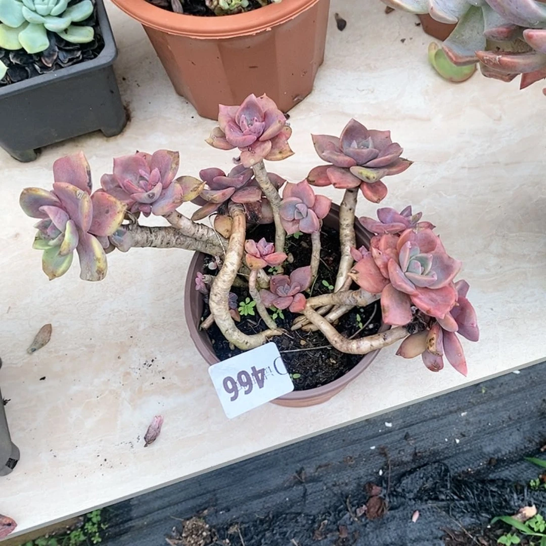 ?****o466彩虹糖多肉送多肉药
