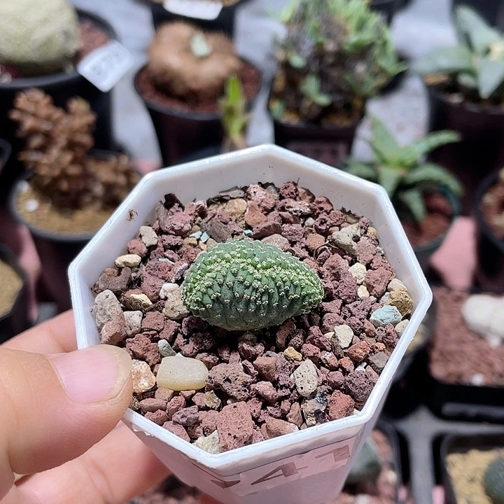 741菊水缀化仙人球