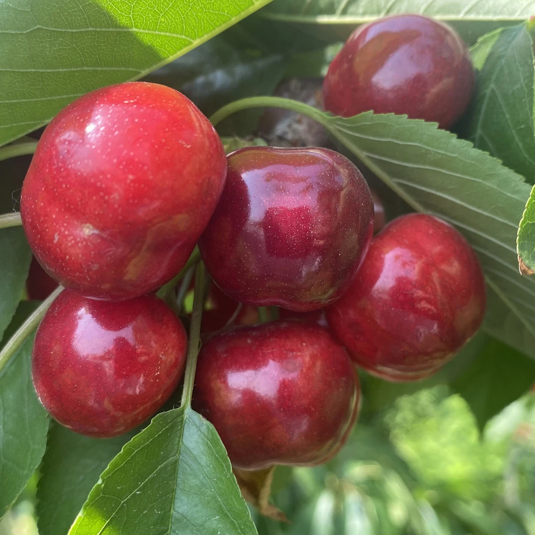 陕西露天大樱桃新鲜水果5斤红樱桃酸甜可口应季水果现摘现发新鲜