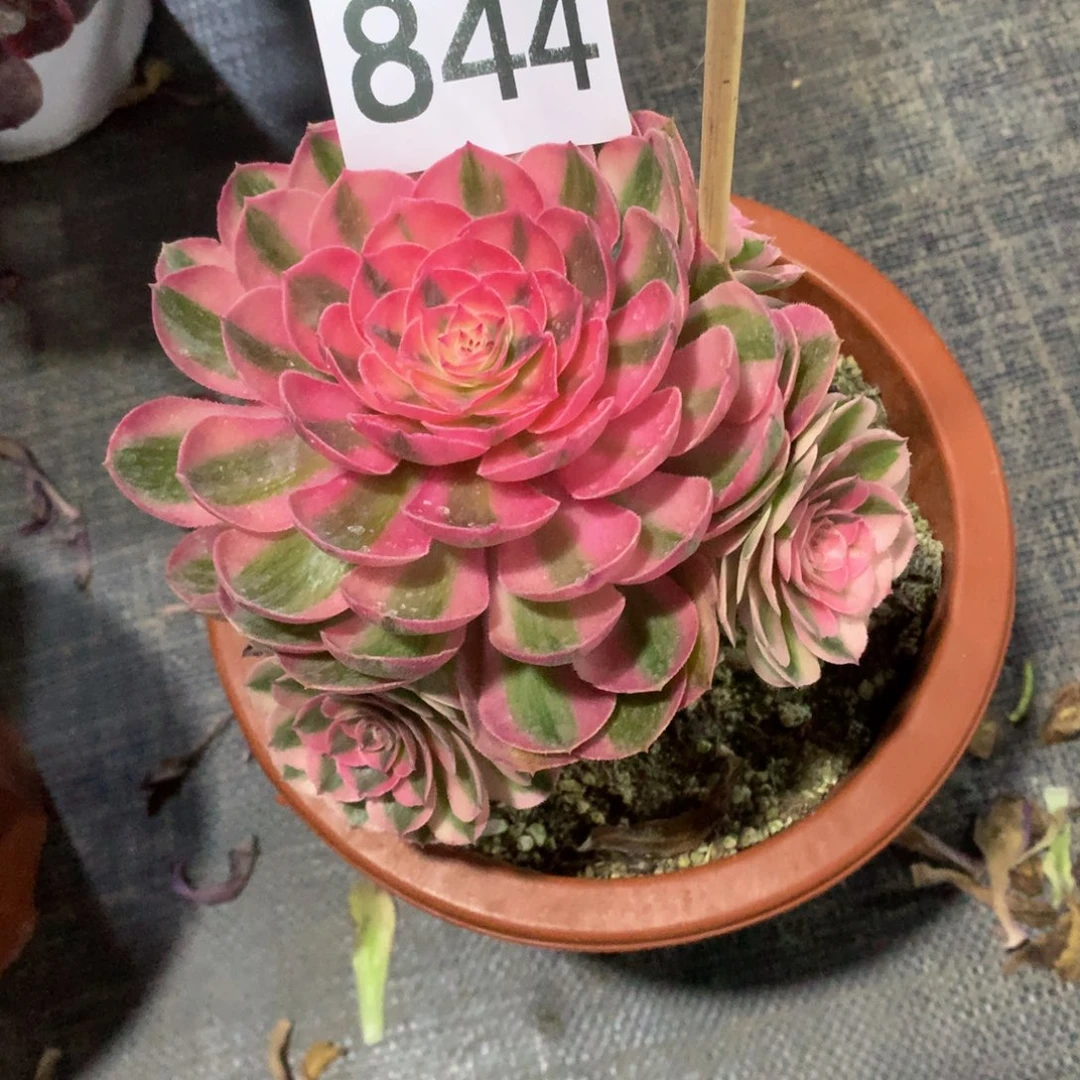 荔枝844法师多肉植物