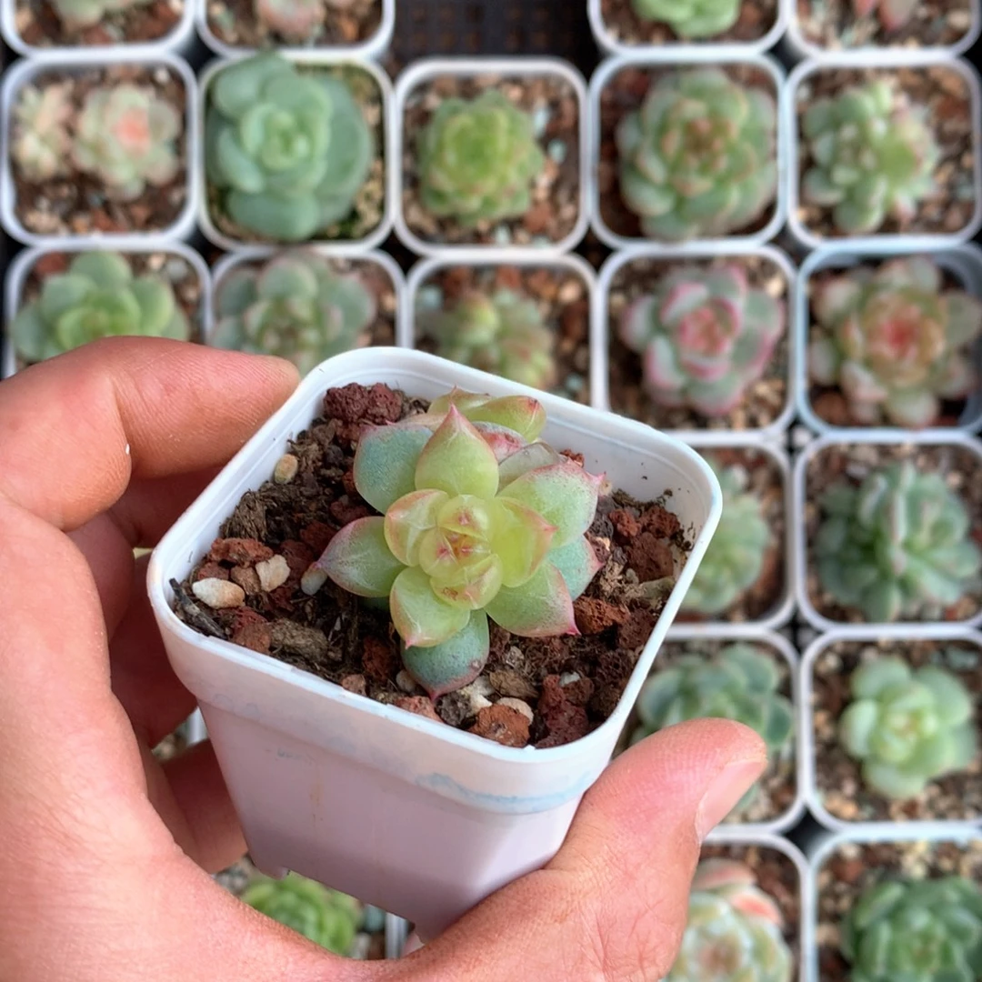 双头散。       53号