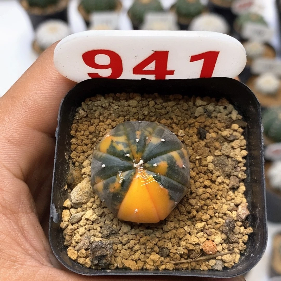 941福利特价来了哦亲