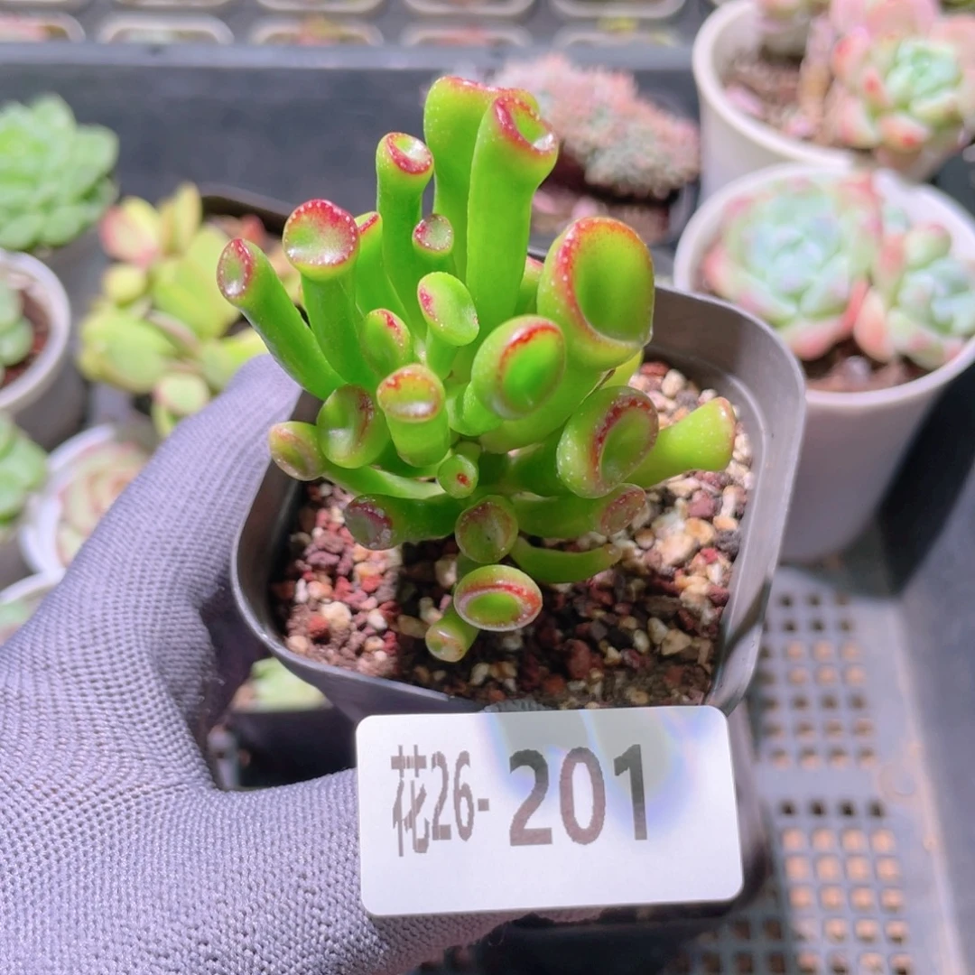花利美26-201吸财树