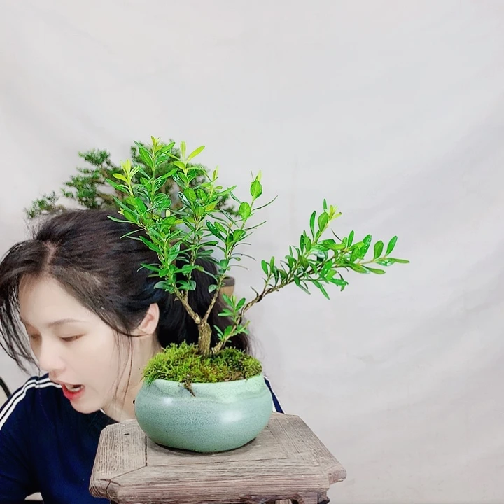 无花朵平**乐皱皮雀舌黄杨盆景