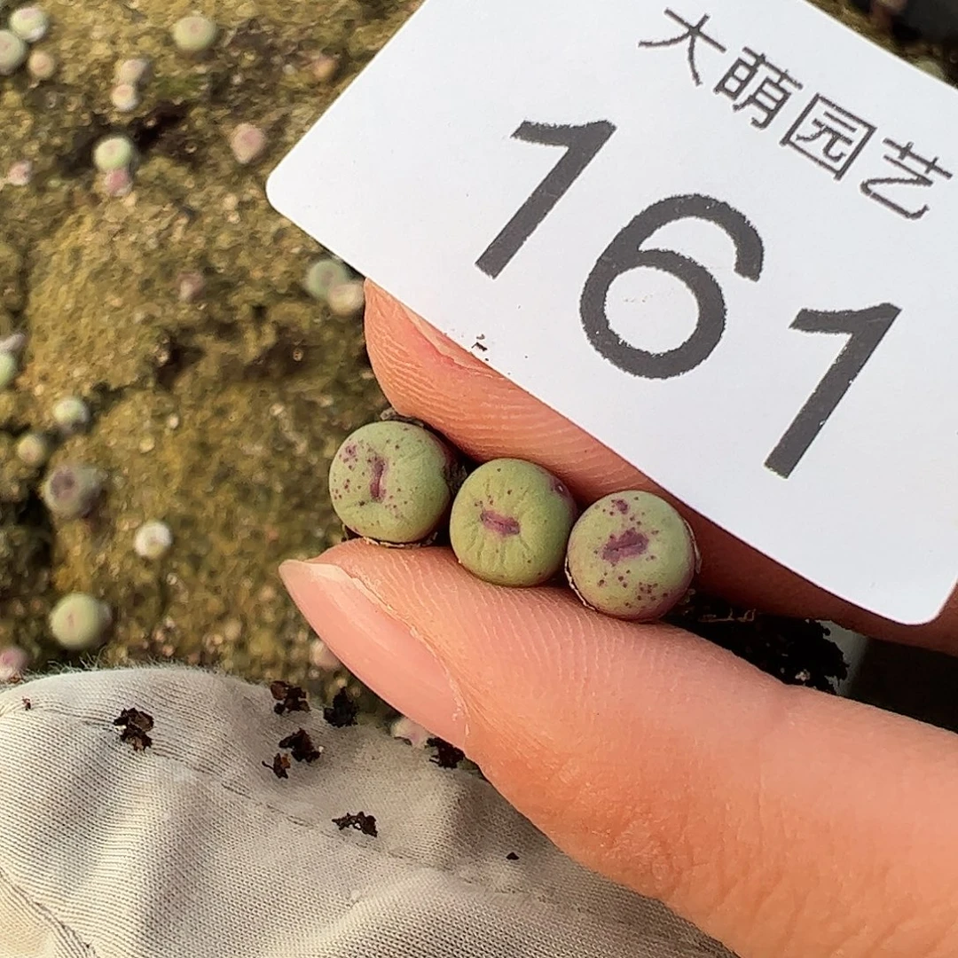 一物一拍。        161