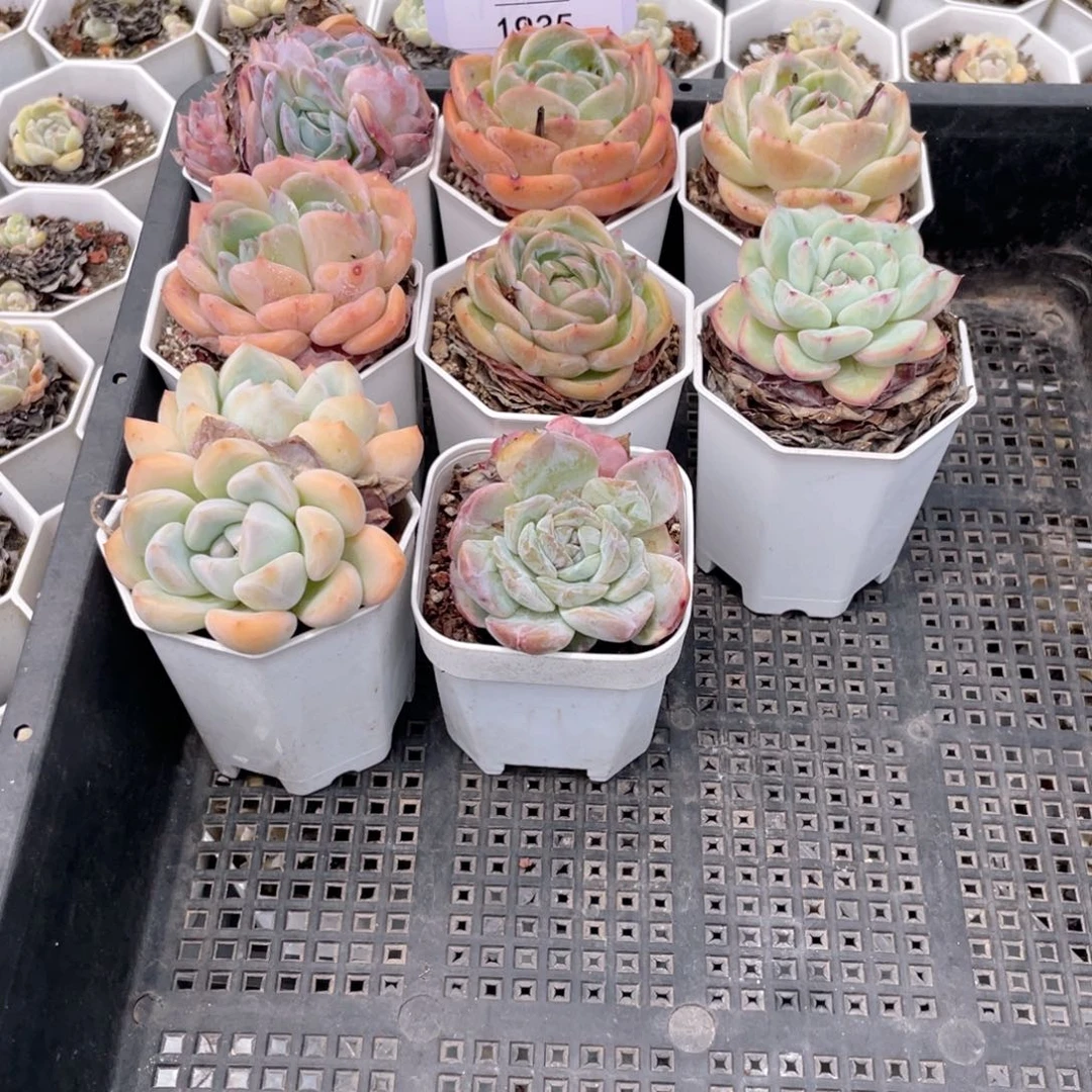 薇薇安园艺多肉1935