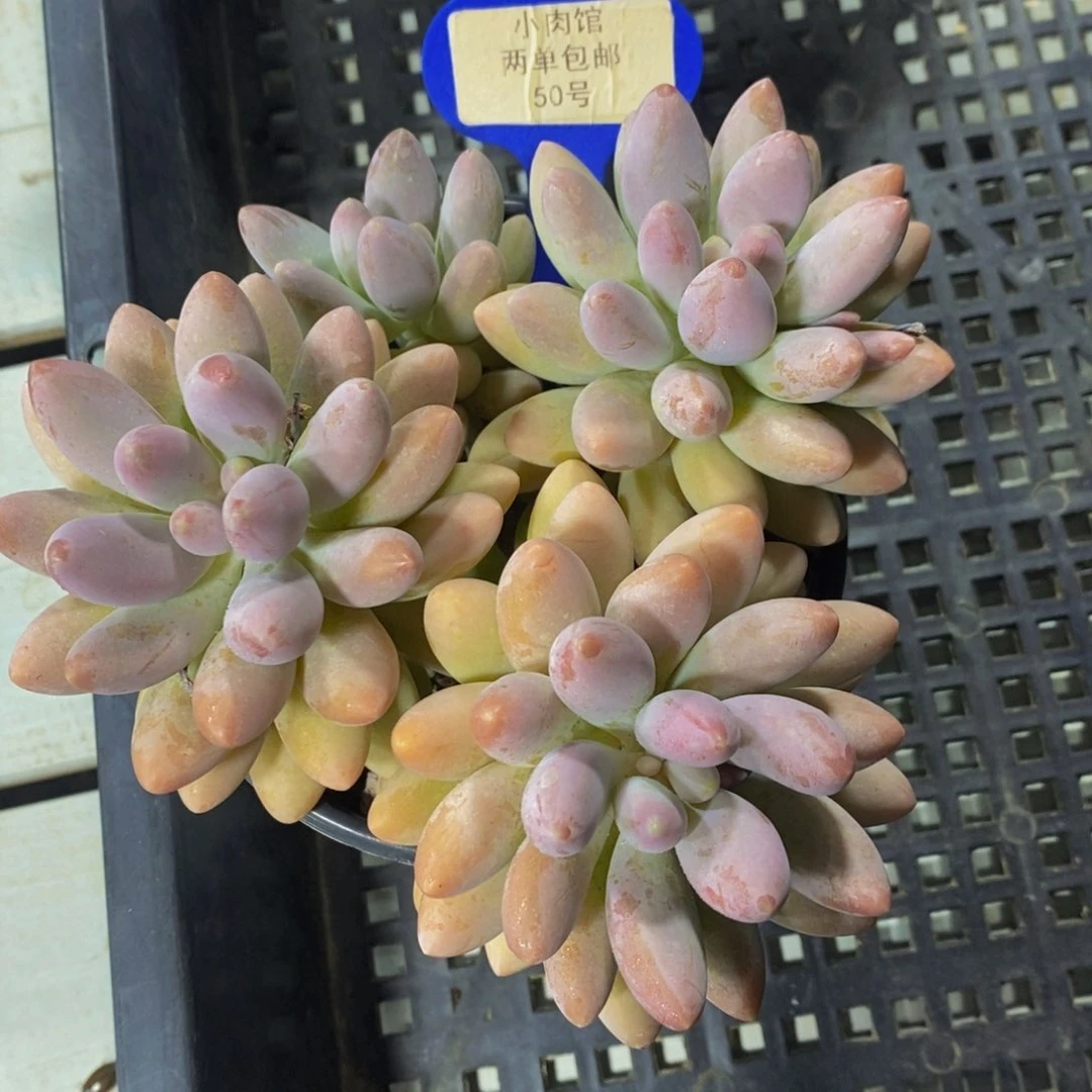 50-精品老桩汤圆大群一个