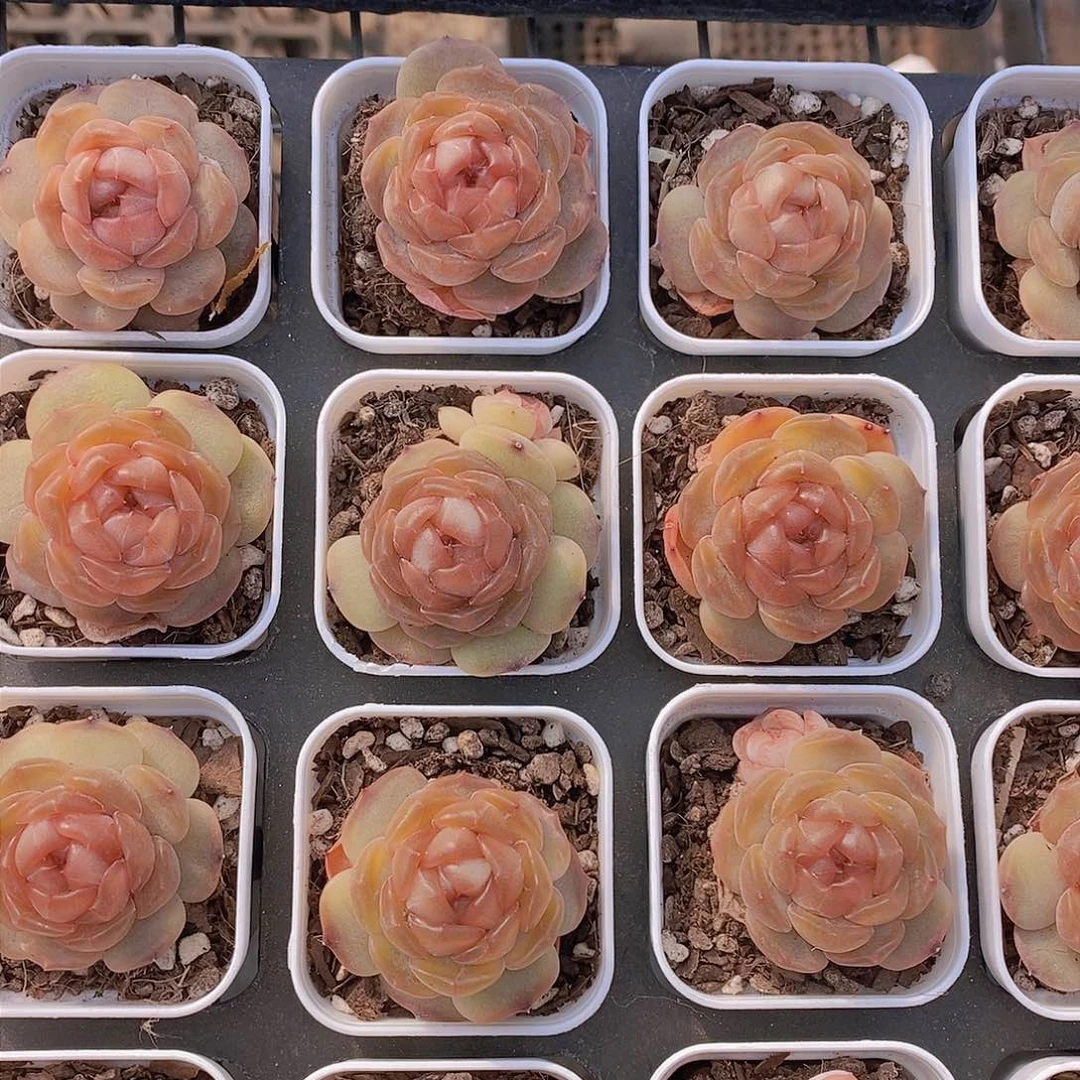 0124-红色恋人单头一颗 量拍