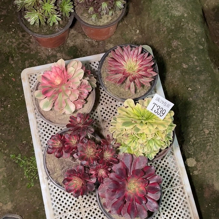 339     5颗多肉植物