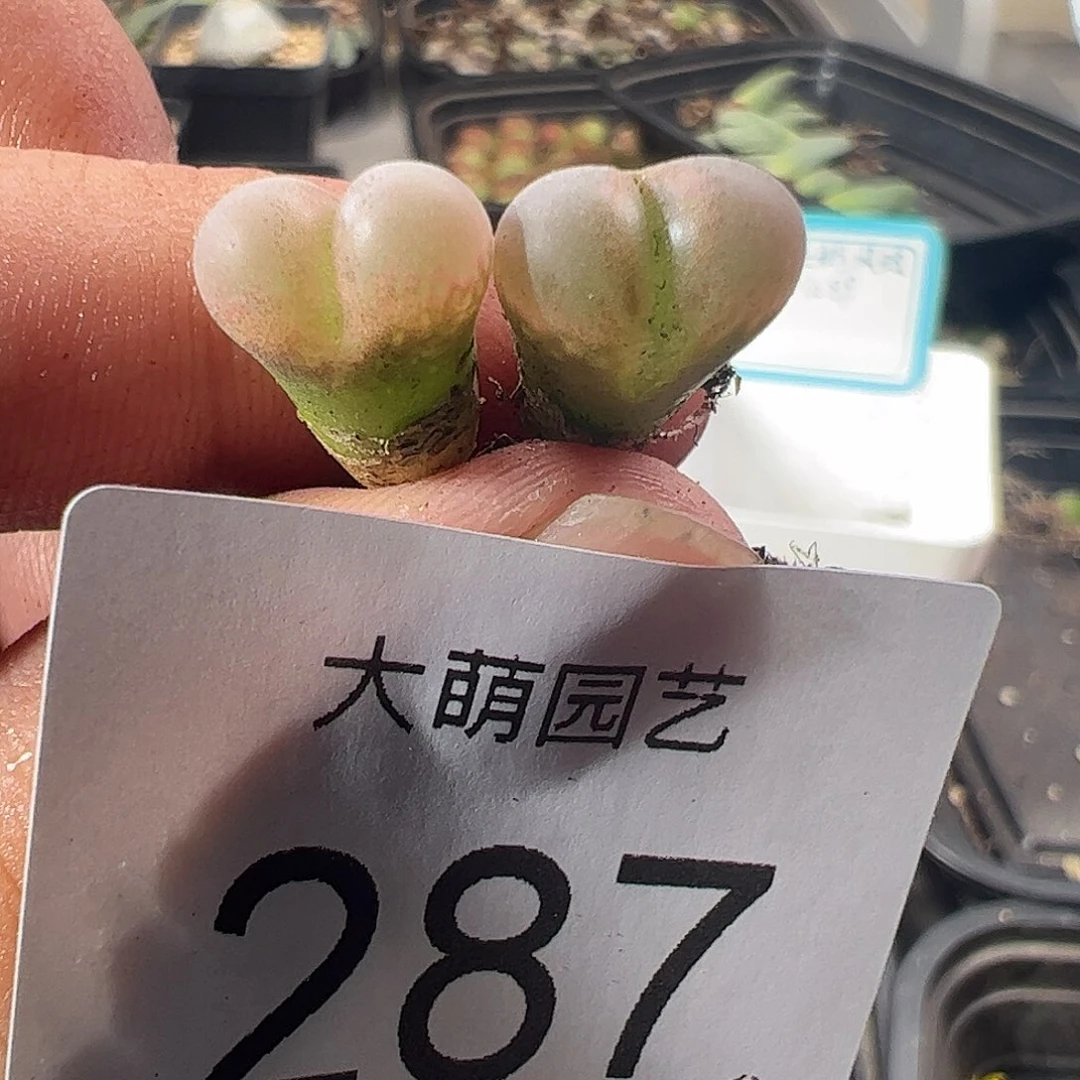 一物一拍正版PV1089鲑鱼粉。287有疤福利