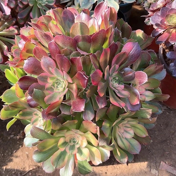 多肉植物法师洛神13