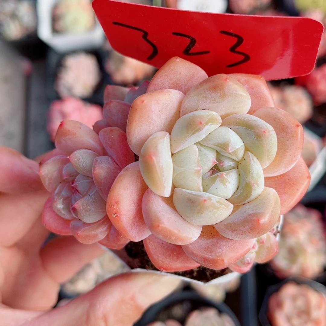 323号小老桩糖心群