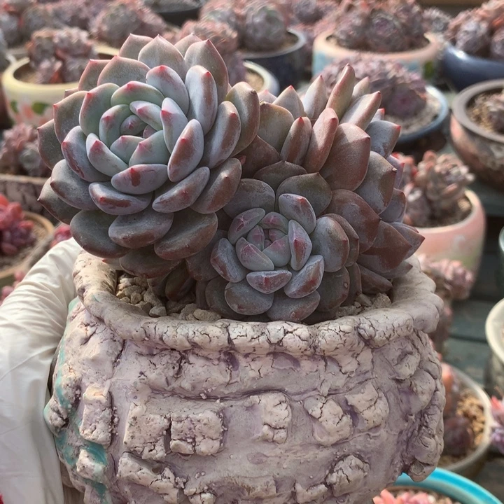 无花朵紫皮哈哈哈哈哈哈哈哈1的