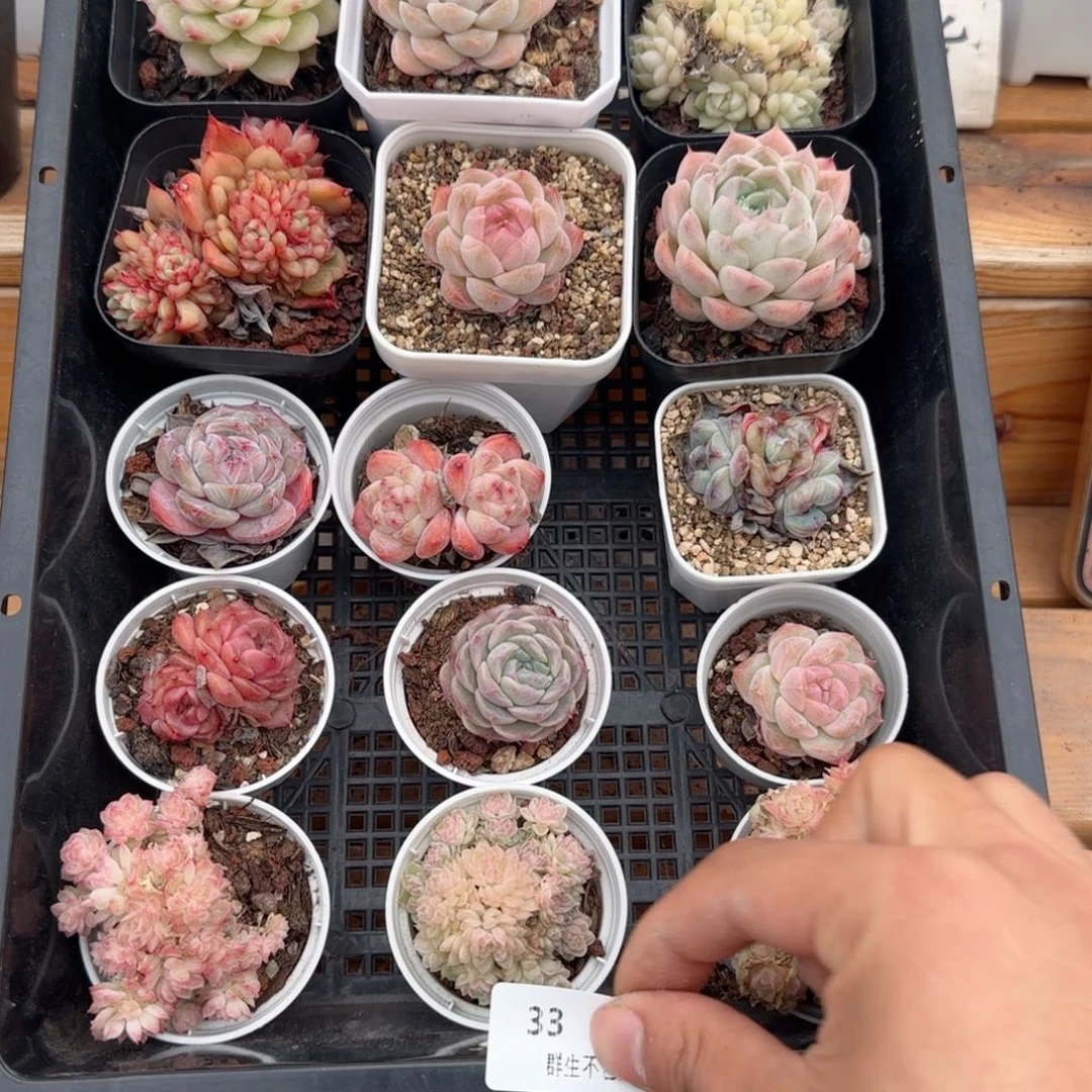 框拍框拍0224-33