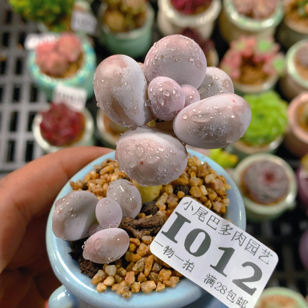 小尾巴5CM迷你拇指盆I012