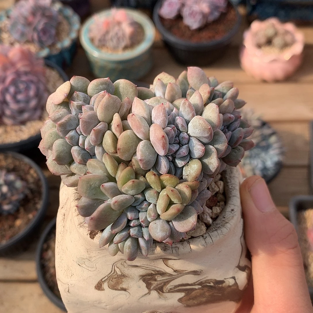 雨***天雨后艳阳天 专拍星影石榴籽缀