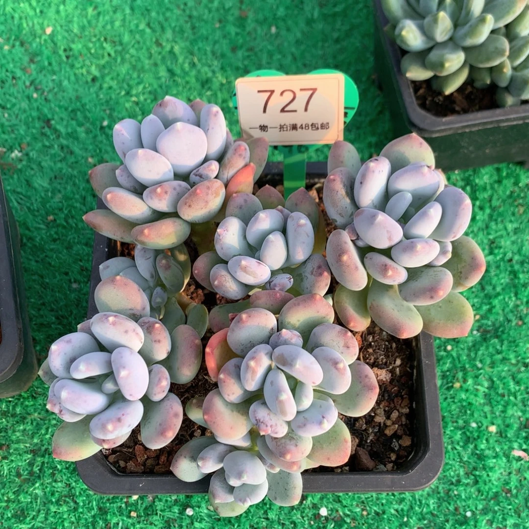 咖啡美人老桩平头727