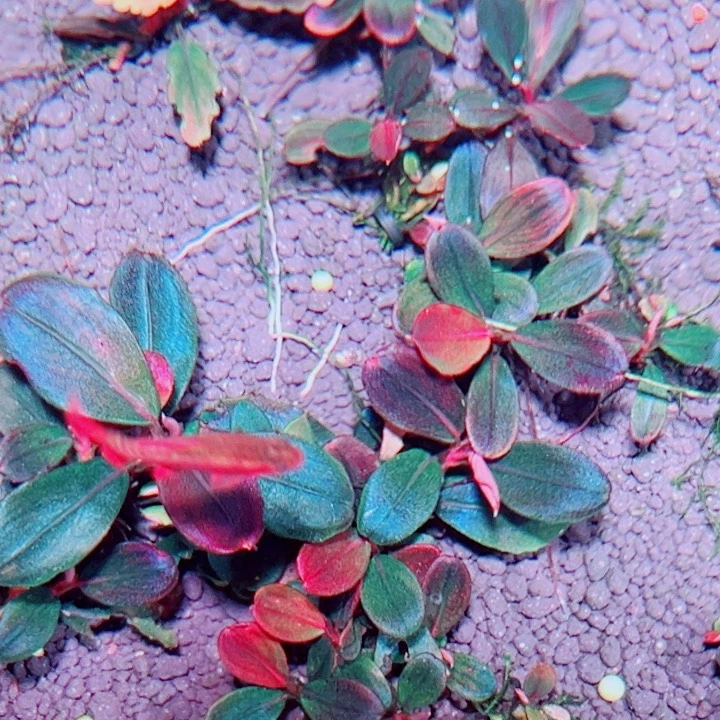 福利23号福利价植物一头（1号缸 草痴厚叶海