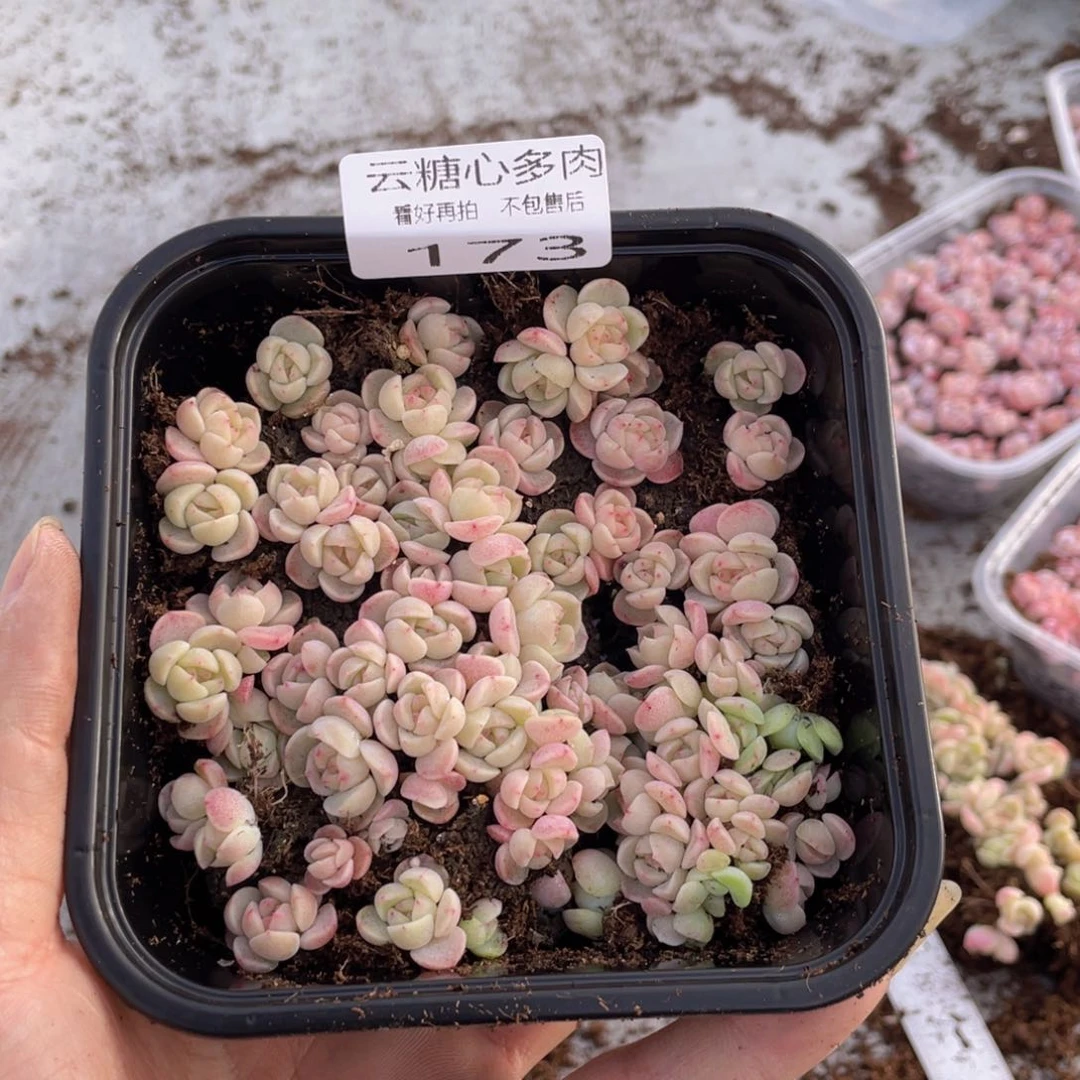 云糖心多肉植物173