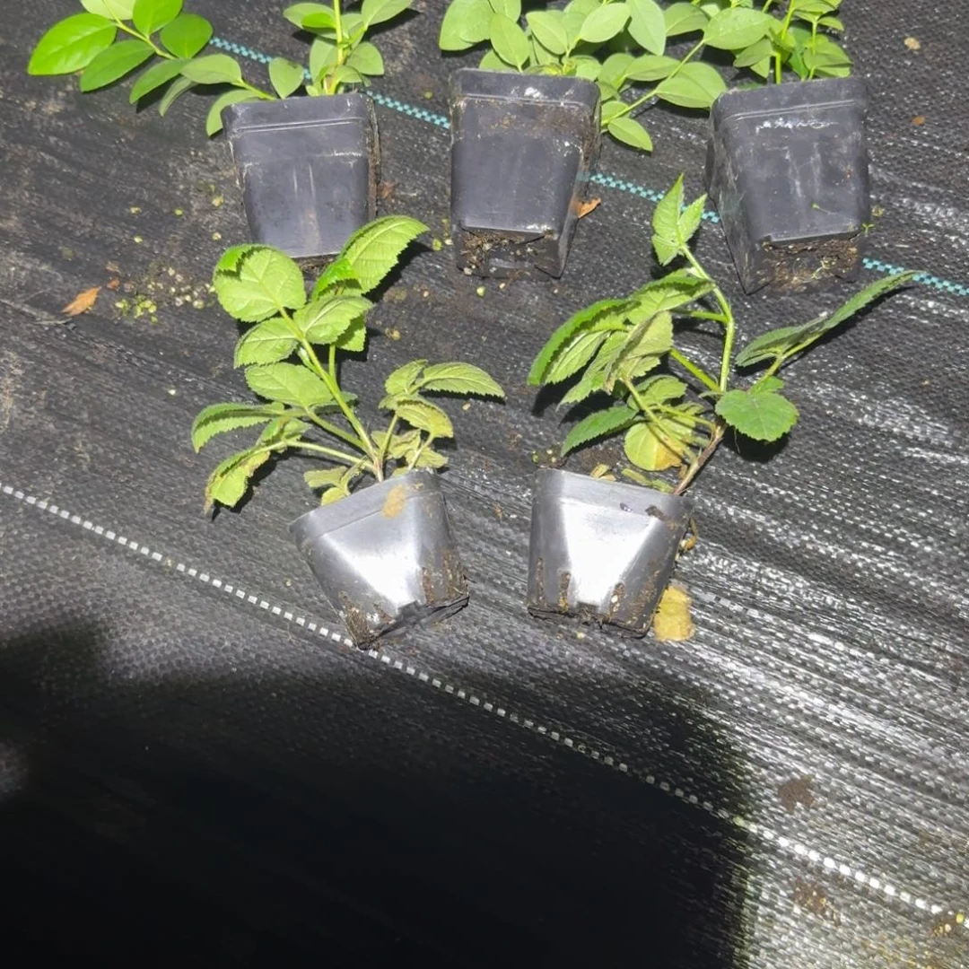 小杯F6三颗加黑树莓两颗