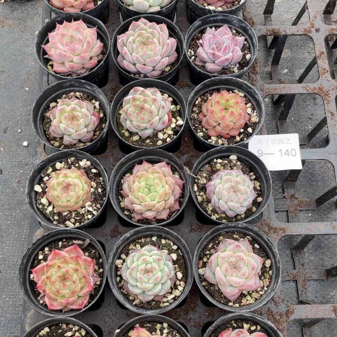 一物一拍18棵9-140