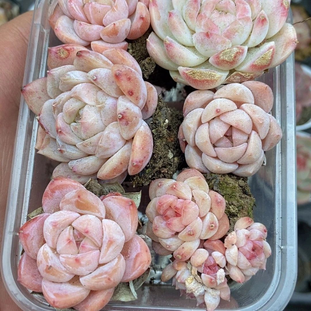 春泥家框拍链接D3