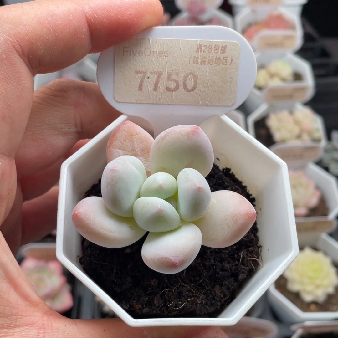 香水7750-5.0厘米
